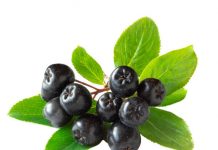 Aronia – secretul longevității și sănătății în culturile tradiționale